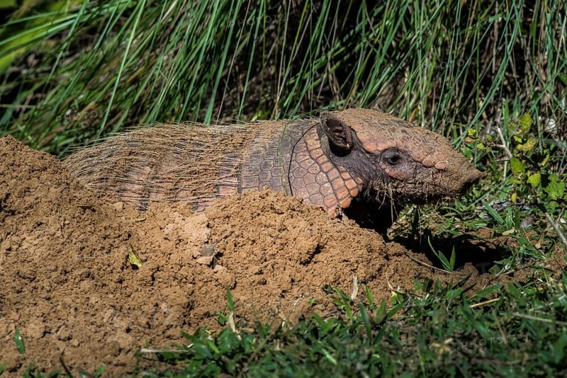 Big hairy armadillo