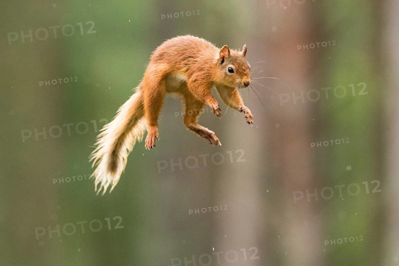 Eurasian red squirrel