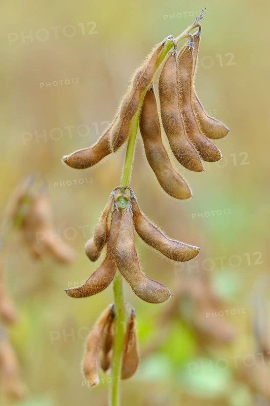 Soya beanplant