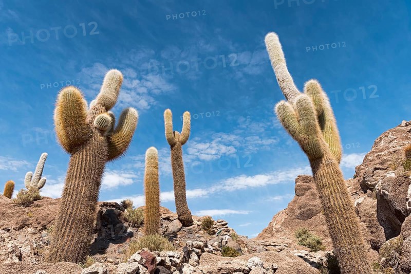 Isla Incahuasi with centuries-old cacti