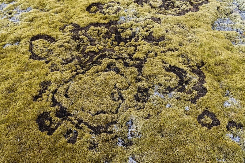 fairy ring in the moss
