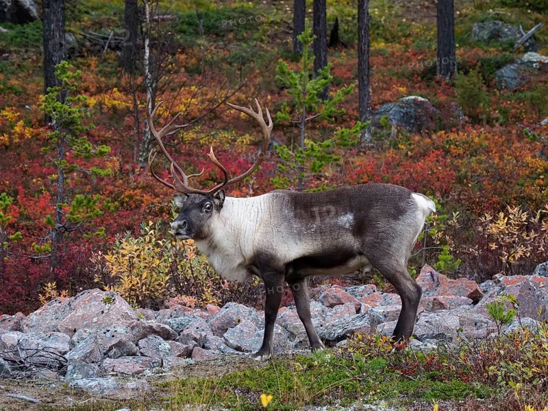 Reindeer
