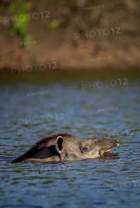Lowland tapir