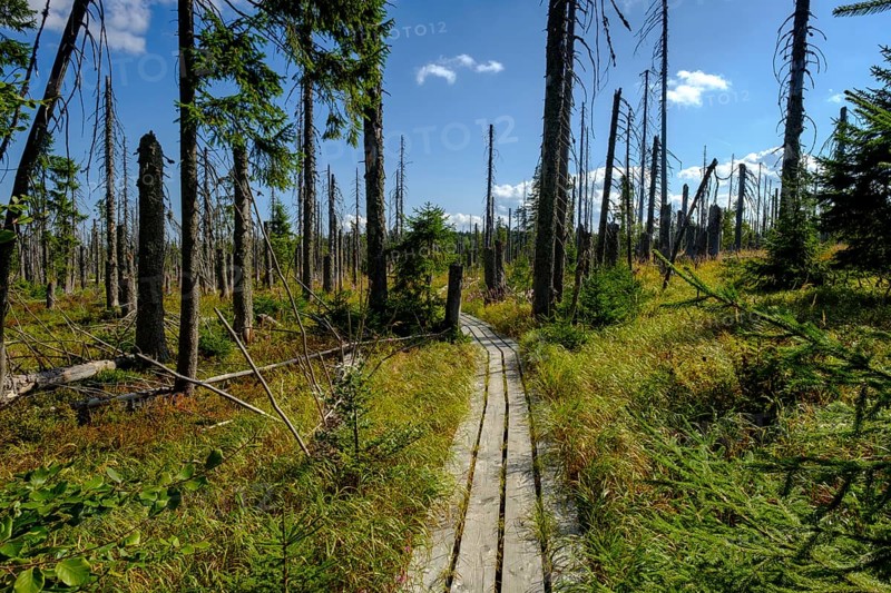 The Hochschachten adventure trail leads through dead trees
