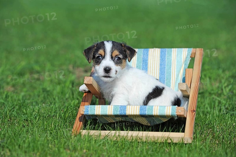 Parson Russell Terrier