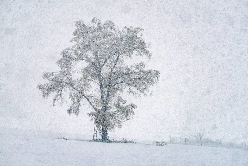 Oak