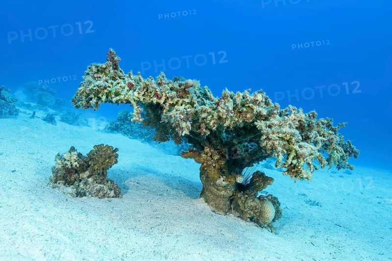 Single Table Coral