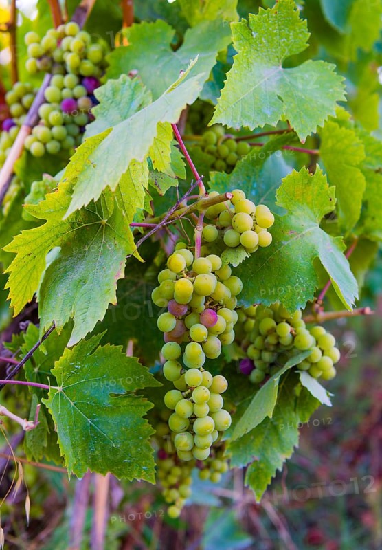 Grape vines with unripe blue grapes
