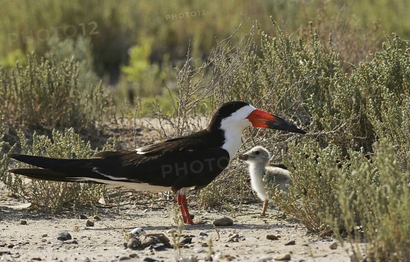 Black Skimmer