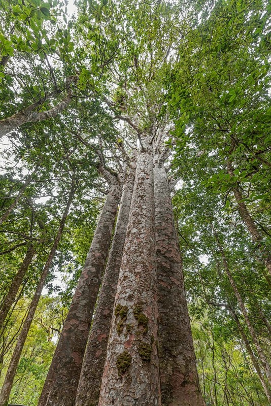 Four Kauri trees