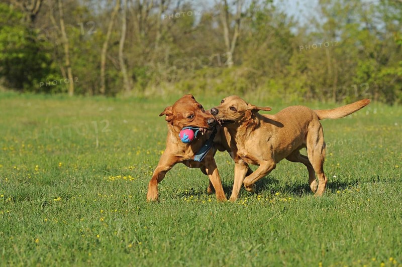 Two labrador retrievers