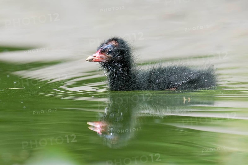 Common moorhen
