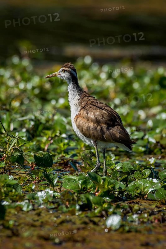 Wattled jacana