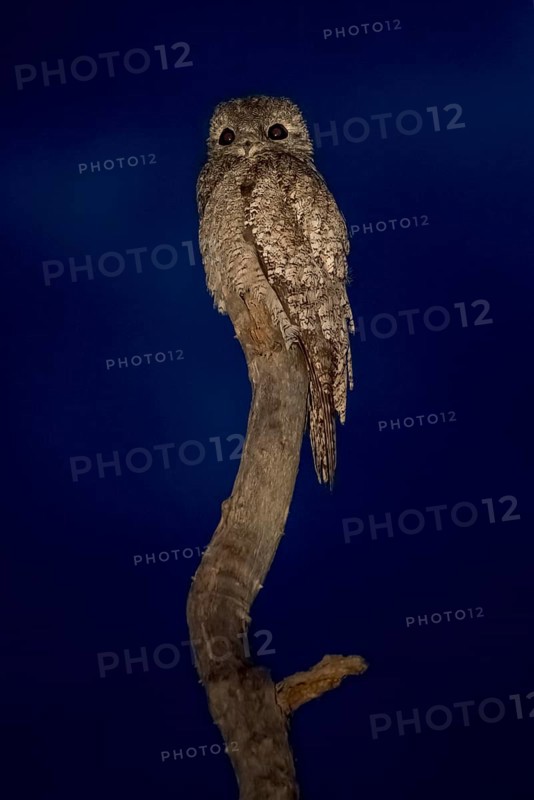 Great potoo