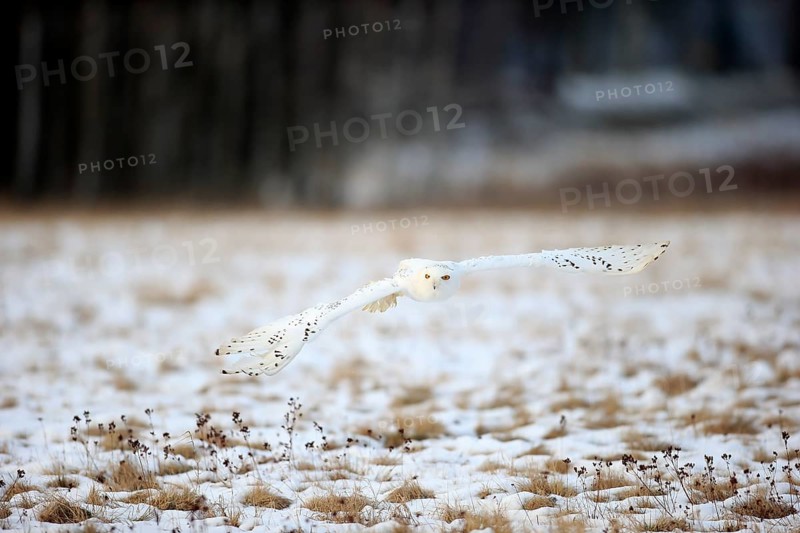 Snowy Owl