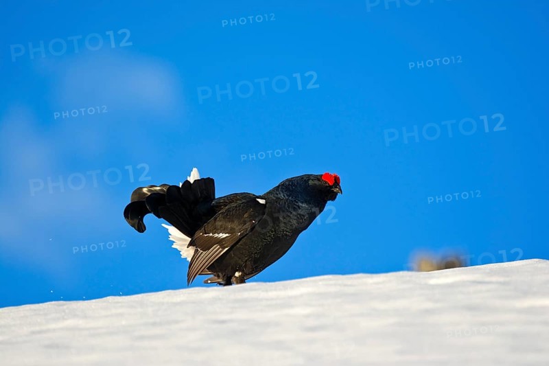 Black grouse