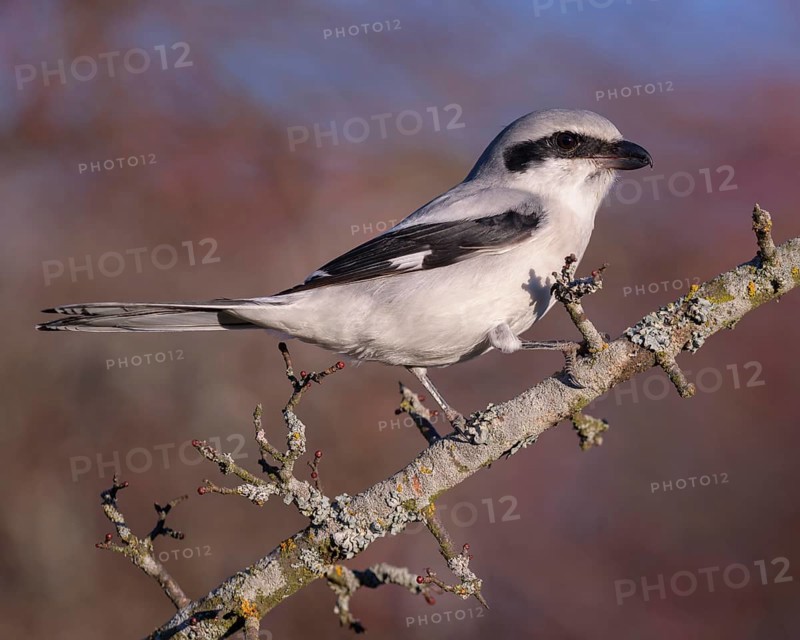 Great Grey Shrike