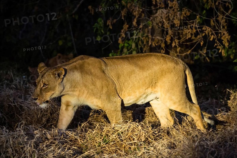 Lioness