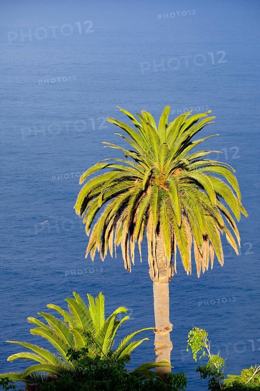 Canary Island date palm