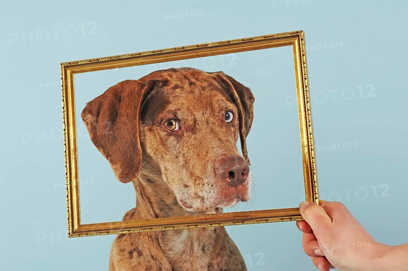 Catahoula Leopard Dog