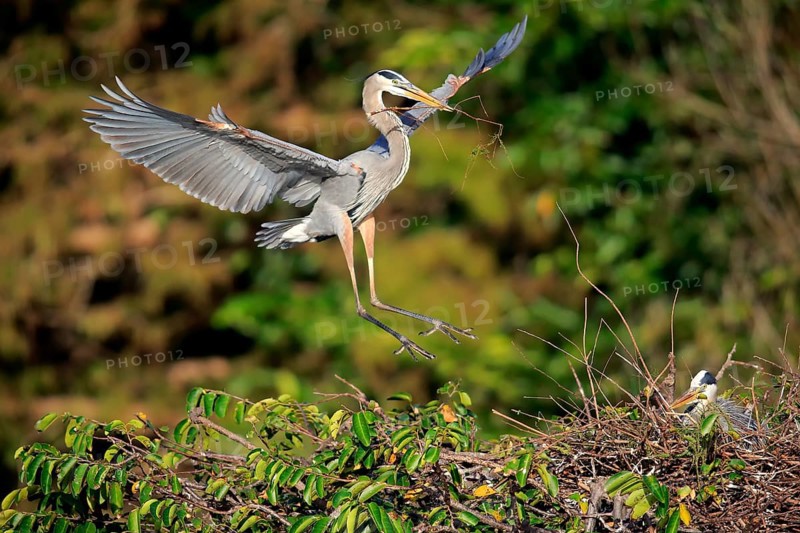 Great blue heron