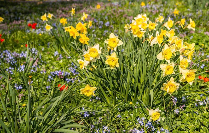 Wild daffodils