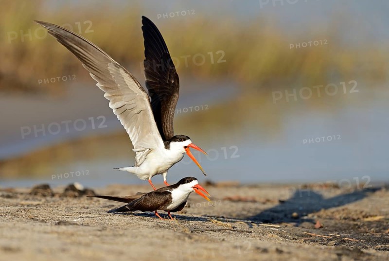 African skimmer