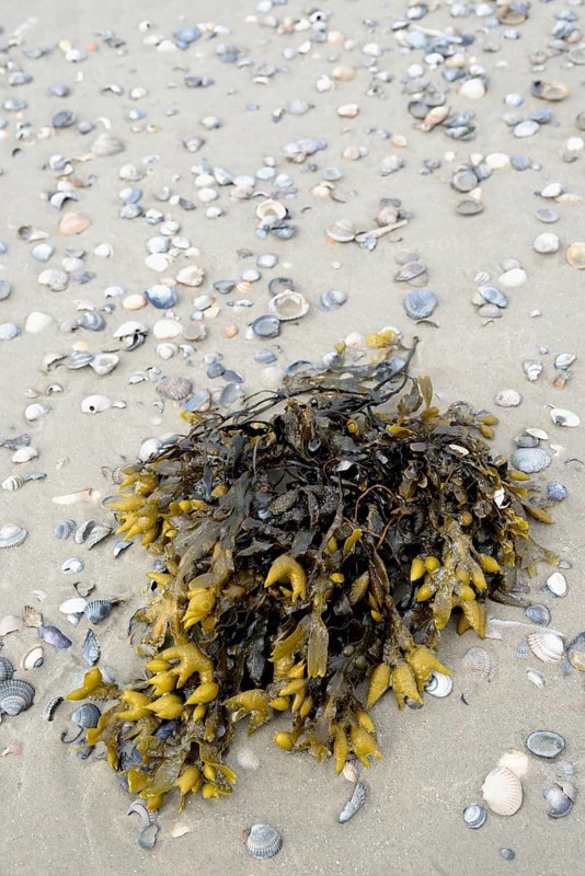 Washed up rockweed