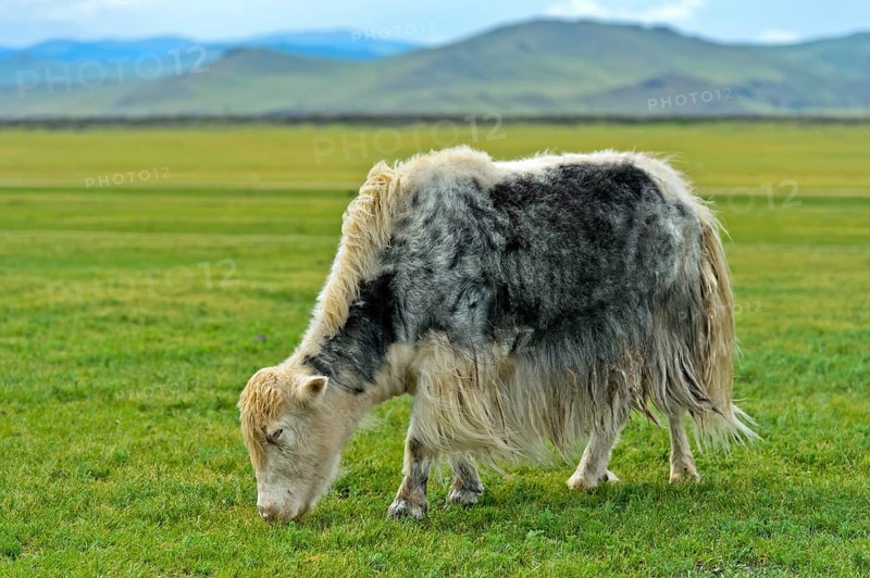 Grazing Yak
