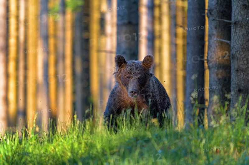 Brown bear
