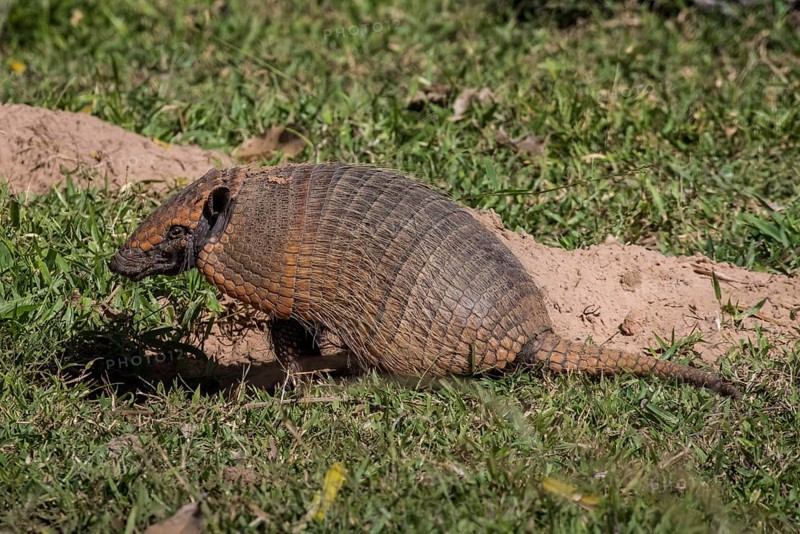 Big hairy armadillo