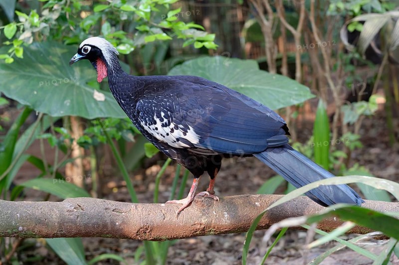 Black-Fronted Piping-Guan