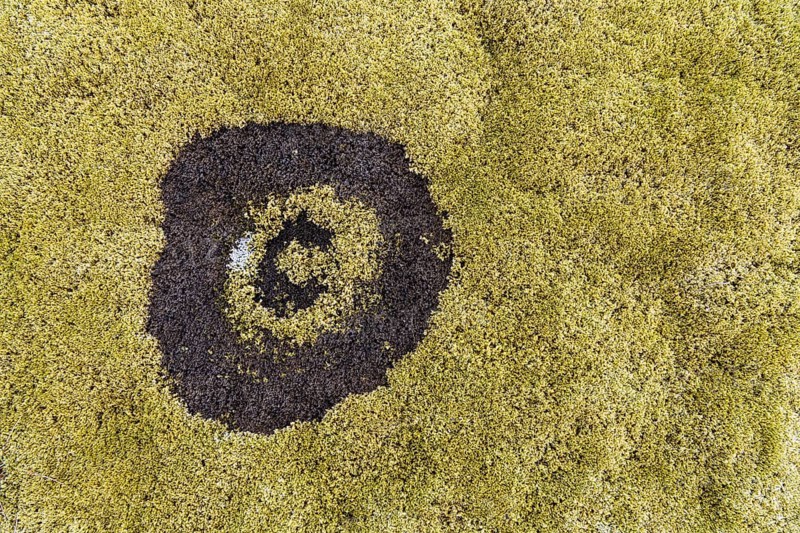 fairy ring in the moss