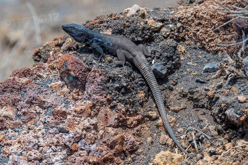 Southern Canary Lizard