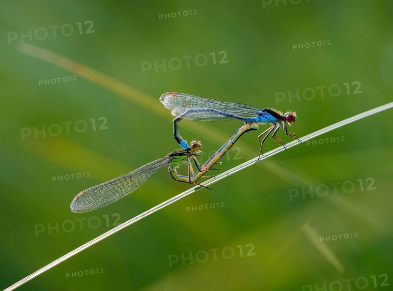 Red-eyed Damselfly