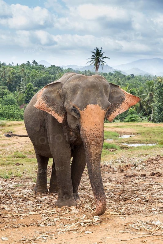 Asian elephant