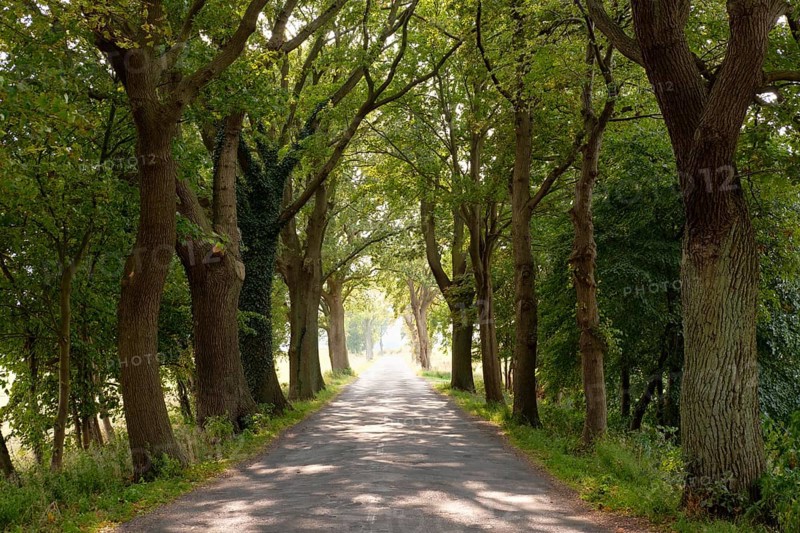 Avenue between Rankwitz and Liepe