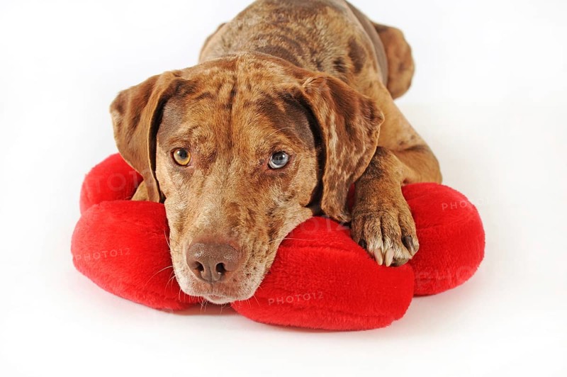 Catahoula Leopard Dog