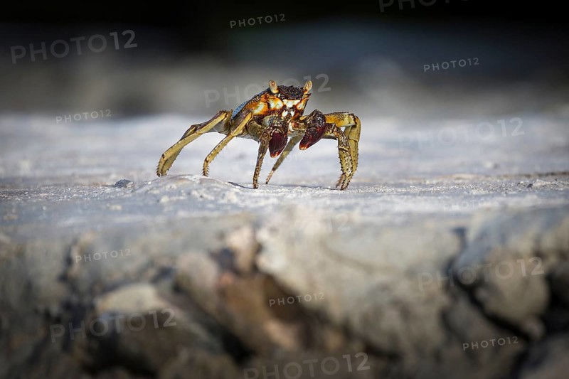 Shore crab