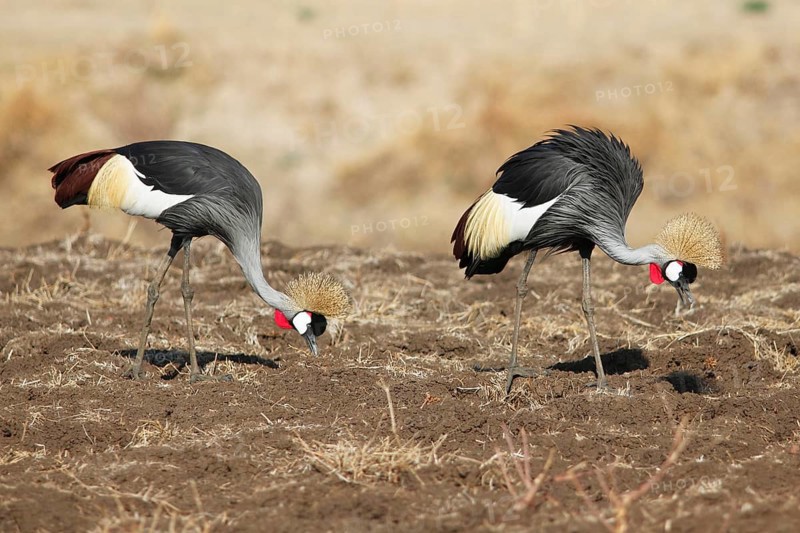 Two black crowned cranes