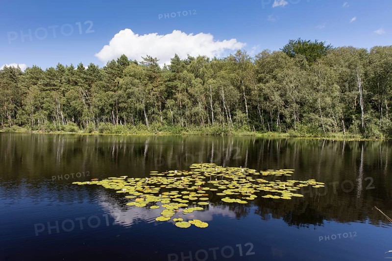 Water Lilies