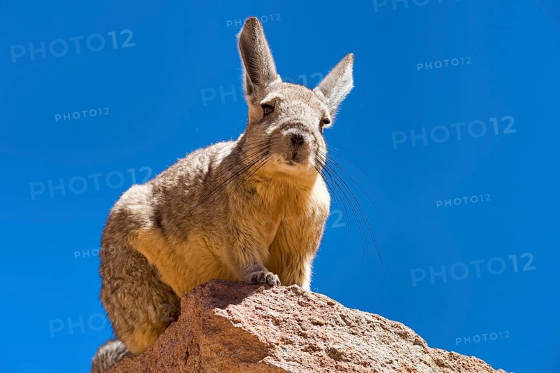 Southern Viscacha