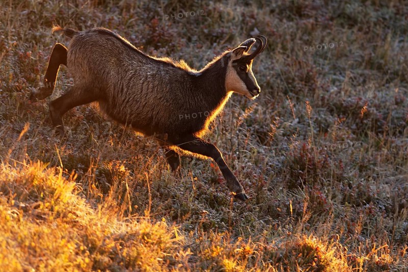 Chamois