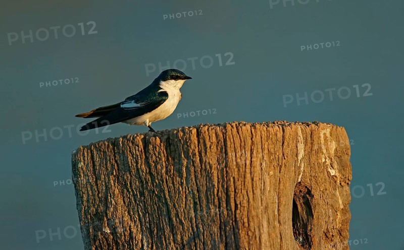 White winged swallow