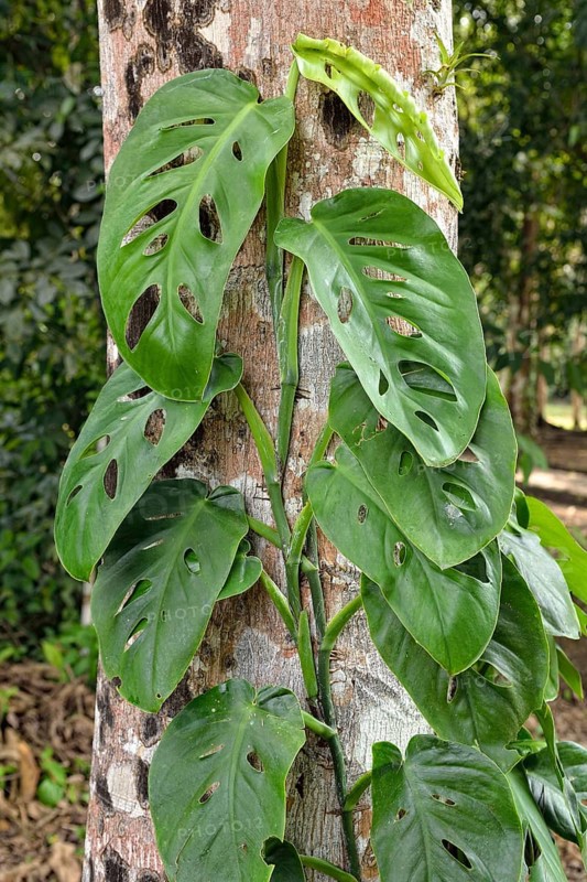 Philodendron