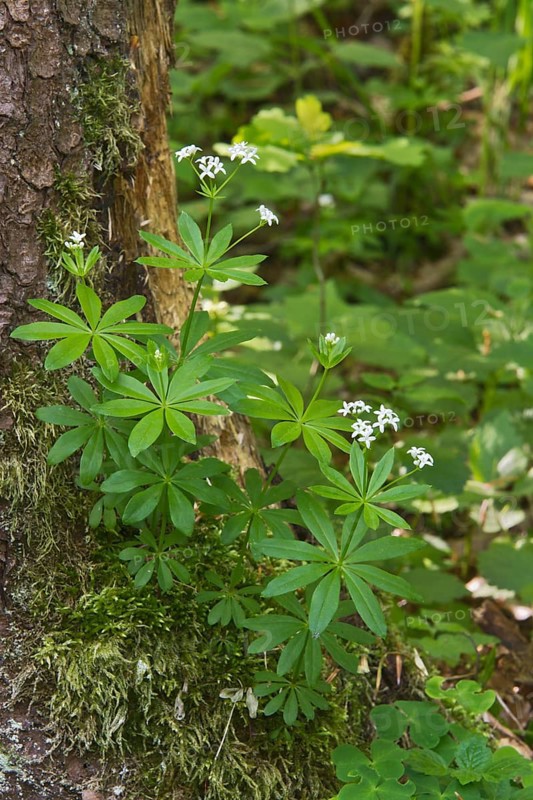Sweet woodruff
