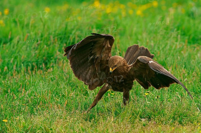 Lesser spotted eagle
