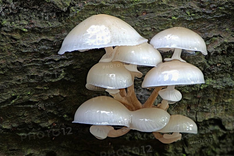 Porcelain fungi