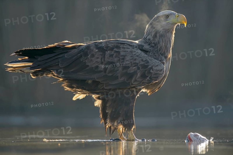 White-tailed eagle