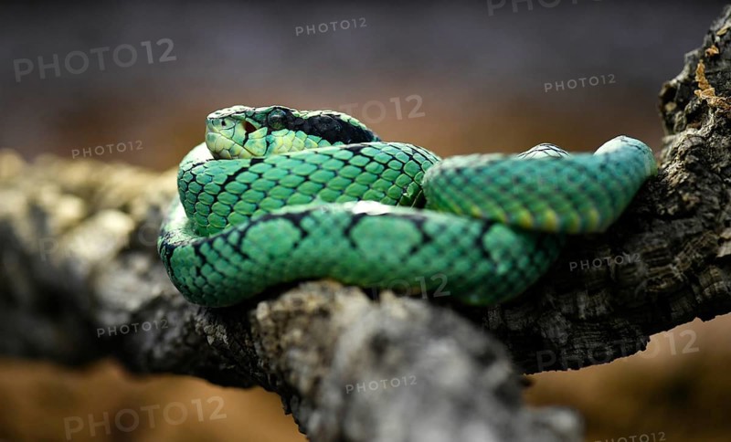 Sri Lankan green pit viper